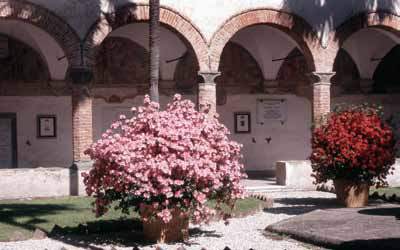 L'azalea, simbolo di Borgo a Mozzano